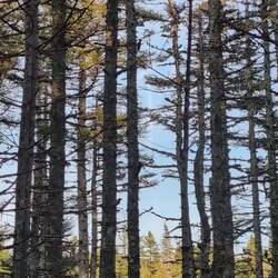 Forgot to include this on the last post. We saw two black-backed woodpeckers hunting! Double lifer!