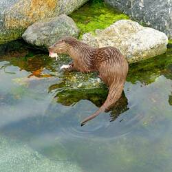 Rechtzeitig zur Otterfütterung.