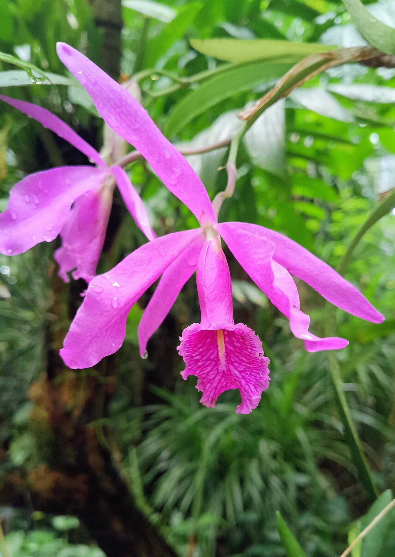Orchidee im Botanischen Garten