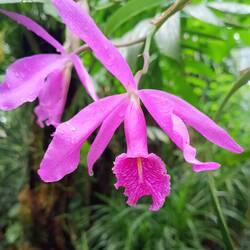 Orchidee im Botanischen Garten