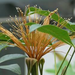 Blüte im Tropicarium
