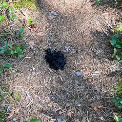 Looks like Yogi was using this trail also.