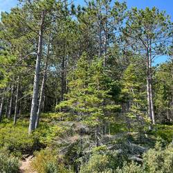 Trail starts out along campsites 1-19.