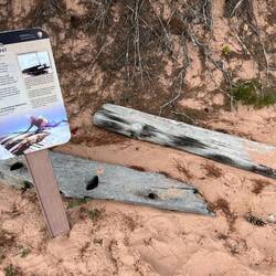 Noquebay shipwreck remains