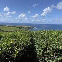 Chá Porto Formoso