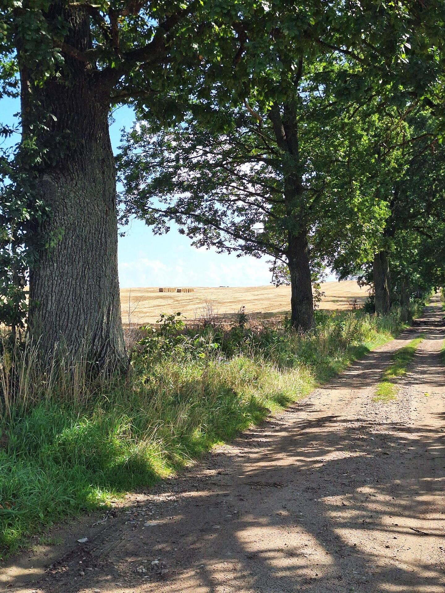 Viel Landwirtschaft