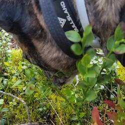 Für alle die gefragt haben wie sie denn die Beeren vom Busch frisst.