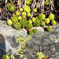 Random vegetation