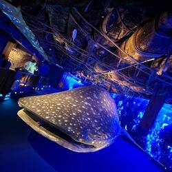 Below the Kon-tiki.