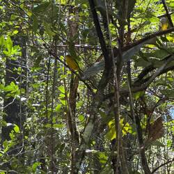 Yellow breasted warbler
