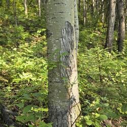 Kratzspuren von Bären