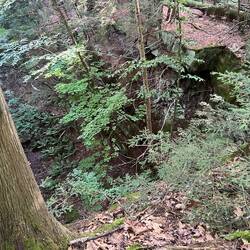 Hard to see the brown stone with all the overgrown trees now.