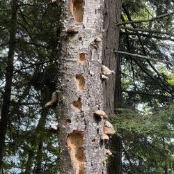 Woodpecker damage and tree mushrooms.