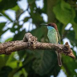 Blue fronted bee eater