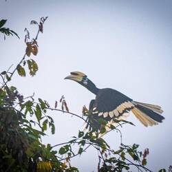 Hornbill