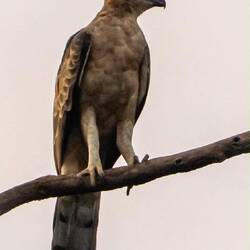 Wallace's Hawk Eagle