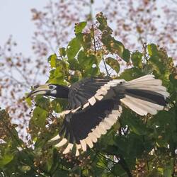 Hornbill