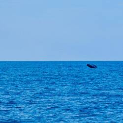 Der erste 🐳!
