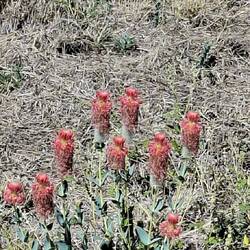 No idea but I think they are a weed
