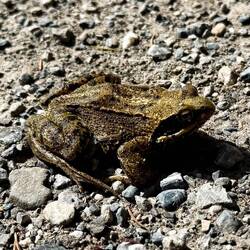 Was für eine Kröte ist der Frosch?