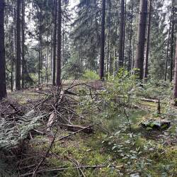 Der "Gipfel" des Hülsenbergs? Ein unscheinbarer Hügel im Wald