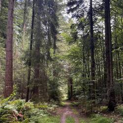 Wunderbare Waldwege
