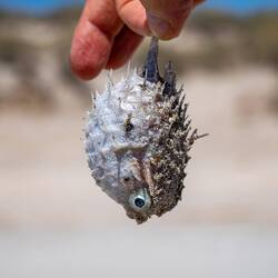 Ein toter Igel-Fisch