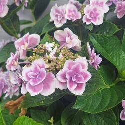 Ungewöhnliche Hortensienblüte