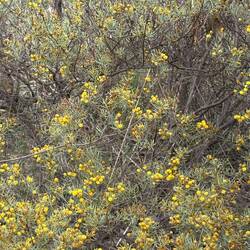 Acacia at Candy's Bush Reserve Moora