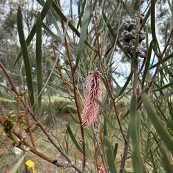 Grevillea at Candy's Bush Reserve Moora