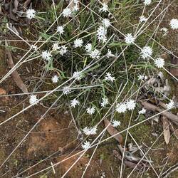 Candy's Bush Reserve Moora