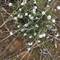 Candy's Bush Reserve Moora