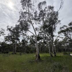 Candy's Bush Reserve Moora