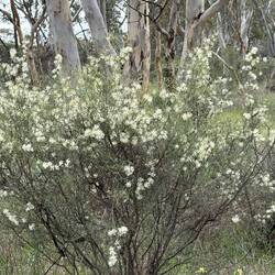 Candy's Bush Reserve Moora