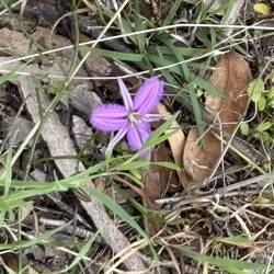 Fringe lily Candy's Bush Reserve Moora