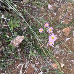 Everlastings Jingemia Cave