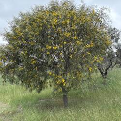 Acacia Coorow Community Farm