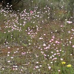 Everlastings Candy's Bush Reserve Moora