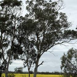 Candy's Bush Reserve Moora