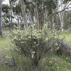 Candy's Bush Reserve Moora