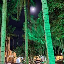 Der Mond strahlt durch die Palmen