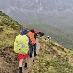 Bergziege meets Kühe