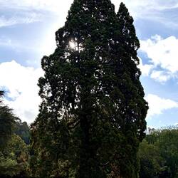 The Giant Sequoia