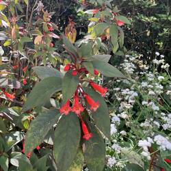 Botanischer Garten Terra Nostra