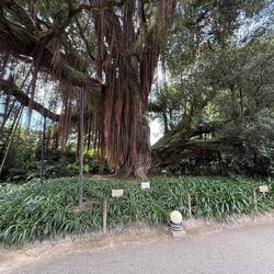 Botanischer Garten Terra Nostra