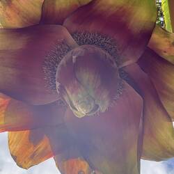 Botanischer Garten Terra Nostra