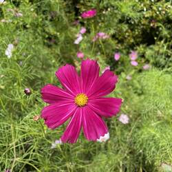 Botanischer Garten Terra Nostra
