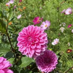 Botanischer Garten Terra Nostra