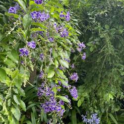 Botanischer Garten Terra Nostra