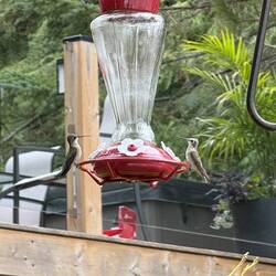 This cottage should be called Hummingbird House. There's so many!